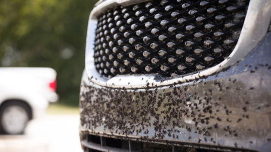 Ako sa zbaviť mušiek na aute? Nenarobte pri čistení viac škody - Poradňa - Auto - Pravda