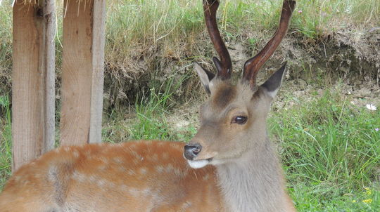 VIDEO: Vodiči pozor. Zamilovaný srnček na cestách nepozná pravidlá, šoférov môže poriadne prekvapiť - Doprava - Auto - Pravda
