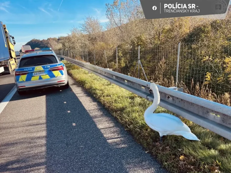 Zrazil som vtáka. Podobný prípad sa dostal až na súd. Od koho si môžem peniaze za škodu žiadať? - AUTOVINY.sk